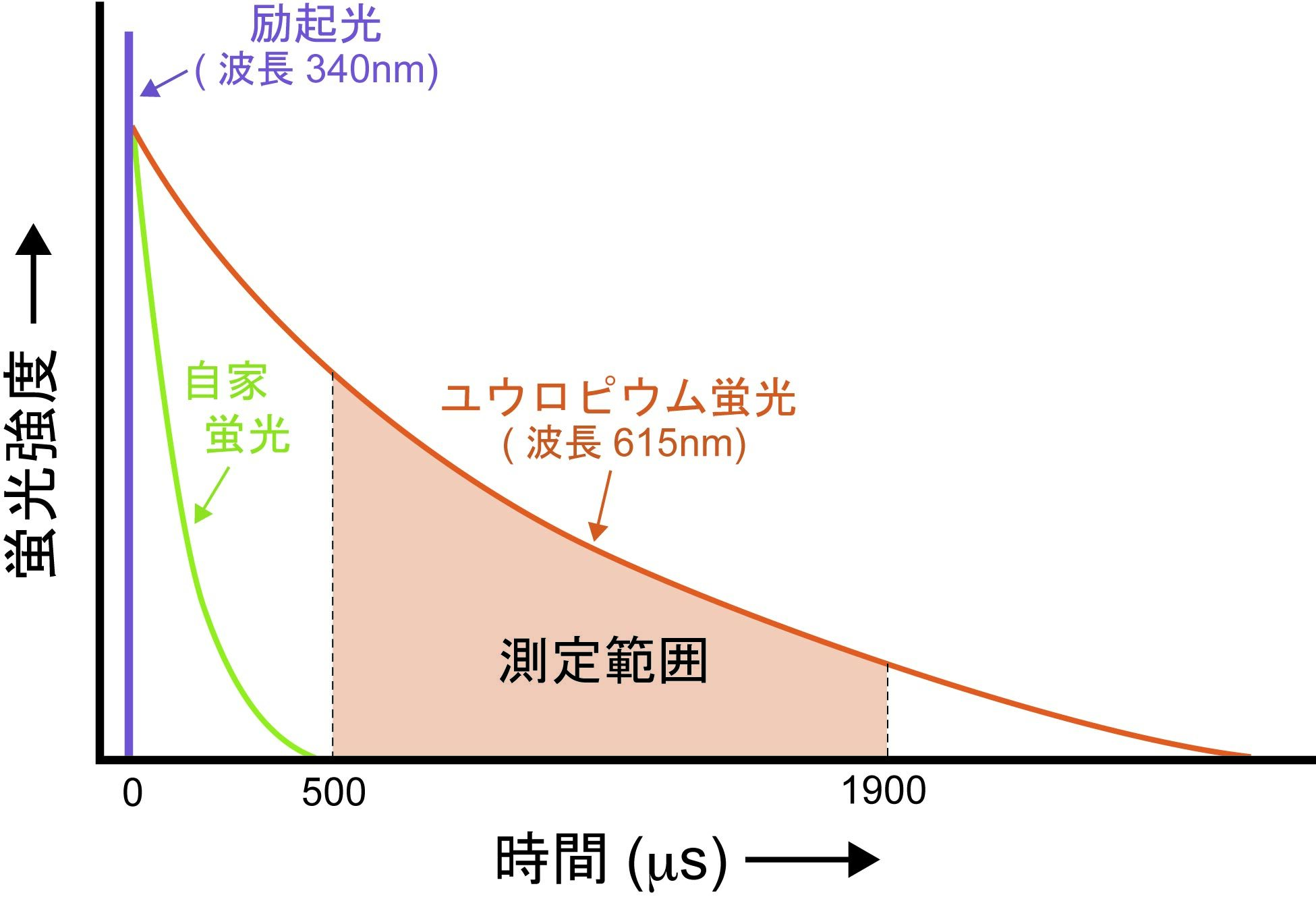 時間分解蛍光測定（TRF）法について